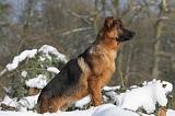 BERGER ALLEMAND 500